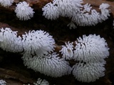 Ceratiomyxa fruticulosa var. fruticulosa image