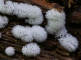 Ceratiomyxa fruticulosa var. fruticulosa image