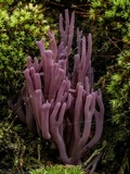 Clavaria zollingeri image
