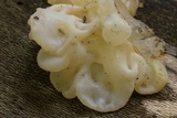 Ductifera pululahuana image