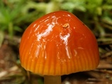 Hygrocybe psittacina var. perplexa image