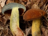 Boletus vermiculosus image