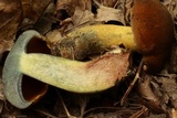 Boletus vermiculosus image