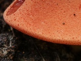 Fistulina hepatica image