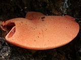 Fistulina hepatica image