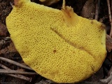 Aureoboletus innixus image