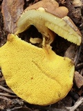 Aureoboletus innixus image