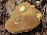 Aureoboletus innixus image