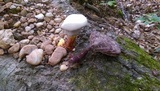 Ganoderma curtisii image