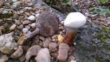 Ganoderma curtisii image
