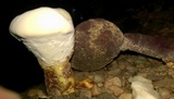 Ganoderma curtisii image