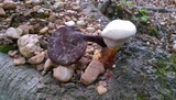 Ganoderma curtisii image