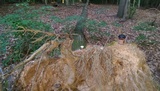 Ganoderma curtisii image