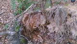 Ganoderma curtisii image