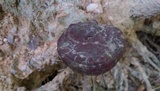 Ganoderma curtisii image
