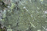 Gyalolechia flavorubescens image