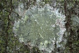 Gyalolechia flavorubescens image