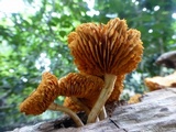 Gymnopilus lepidotus image
