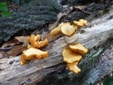 Gymnopilus lepidotus image
