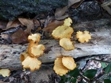 Gymnopilus lepidotus image