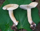 Lactarius subvernalis image
