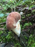Xanthoconium purpureum image