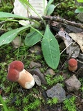 Xanthoconium purpureum image