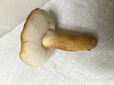 Gyroporus castaneus image
