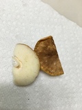 Gyroporus castaneus image