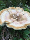 Bondarzewia berkeleyi image