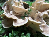 Meripilus sumstinei image