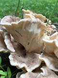 Meripilus sumstinei image