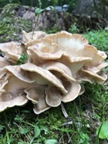Meripilus sumstinei image