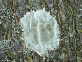 Lecanora argentata image