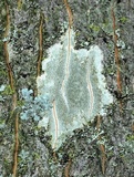 Lecanora argentata image