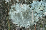 Lecanora argentata image