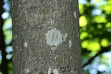 Lecanora argentata image