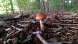 Amanita amerifulva image