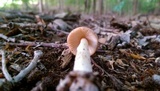 Amanita amerifulva image