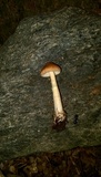 Amanita amerifulva image