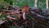 Amanita amerifulva image