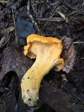 Cantharellus lateritius image