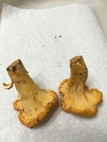 Cantharellus lateritius image
