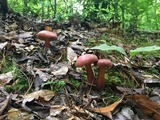 Boletochaete bicolor image