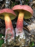 Boletochaete bicolor image
