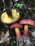 Boletochaete bicolor image
