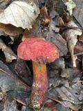 Boletochaete bicolor image