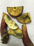 Boletochaete bicolor image