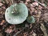 Russula parvovirescens image