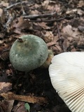 Russula parvovirescens image